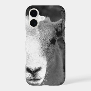 CUTE LAMB