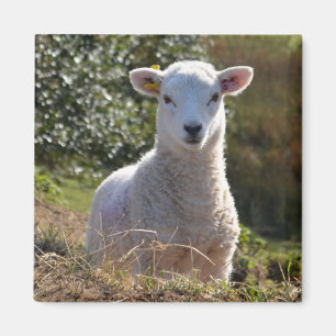 Cute Lamb Magnet
