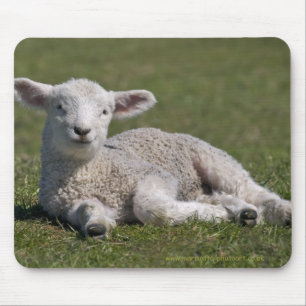 Cute Lamb Mousemat