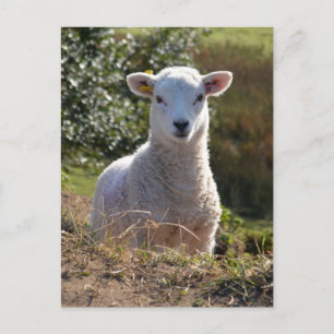 Cute Lamb Photo Postcard