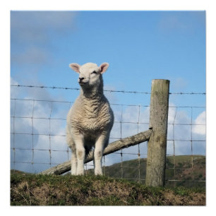 CUTE LAMB  POSTER