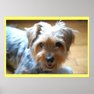Cute laughing yorkie puppy dog yorkshire terrier poster