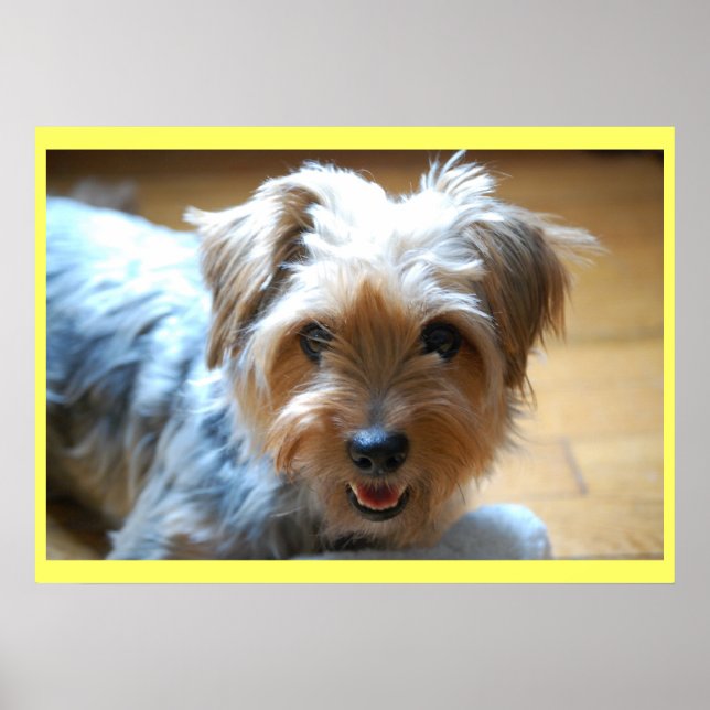Cute laughing yorkie puppy dog yorkshire terrier poster (Front)