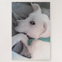 Cute Lazy White Dog Wearing Green Scarf