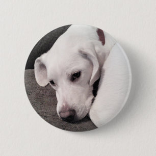 Cute Lazy White Labrador Retriever Mix Dog Button