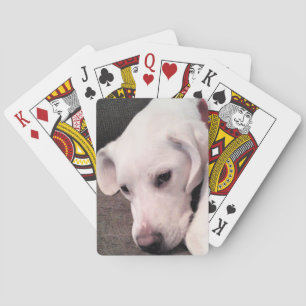 Cute Lazy White Labrador Retriever Mix Dog Playing Cards