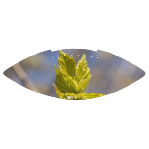 Cute leaves in spring photo american football