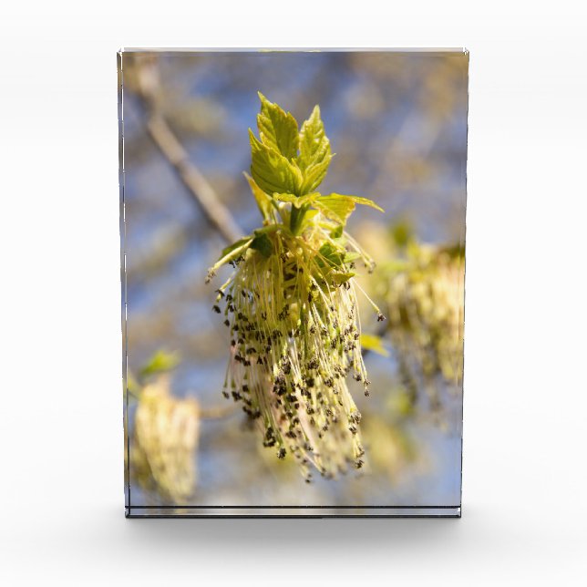 Cute leaves in spring photo block (Front)