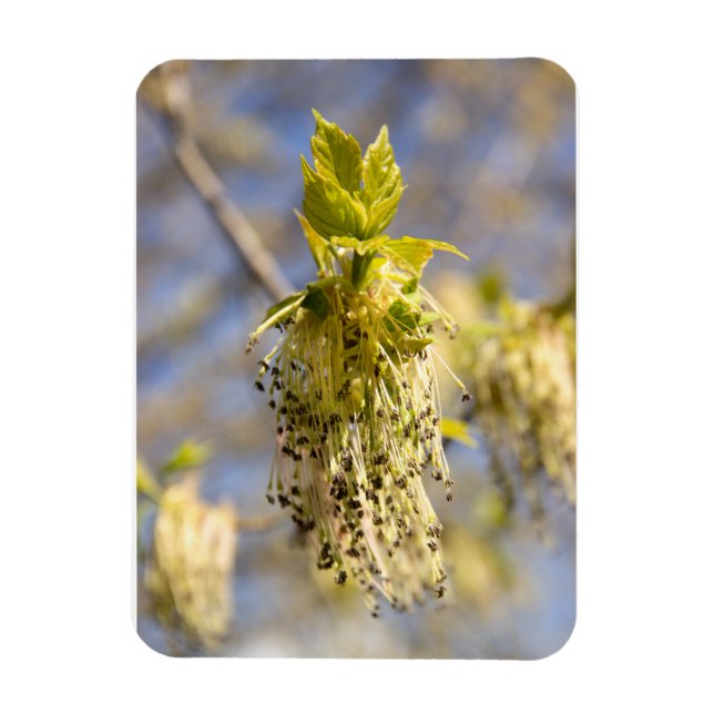 Cute leaves in spring photo magnet (Vertical)