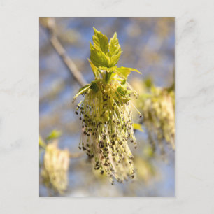 Cute leaves in spring photo postcard
