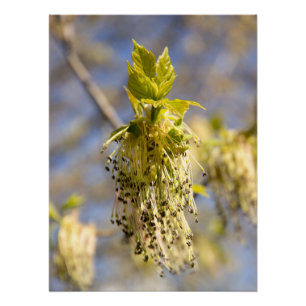 Cute leaves in spring photo poster