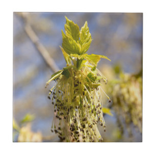 Cute leaves in spring photo tile