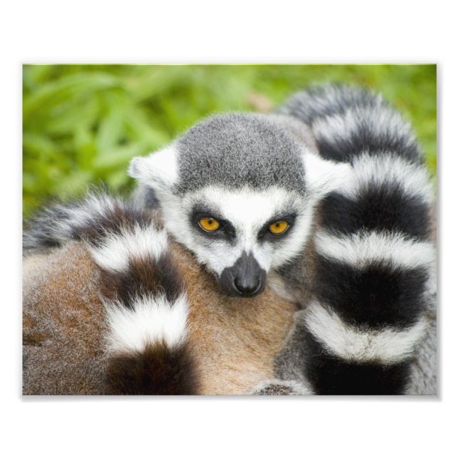 Cute Lemur Stripey Tail Photo Print (Front)