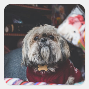 Cute lhasa apso puppy at Christmas b Square Sticker