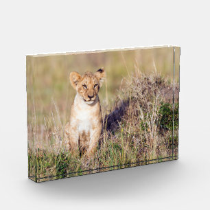 Cute lion cub in Africa photo Block