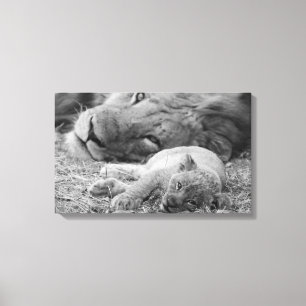 Cute Lion Cub Resting With Father Canvas Print