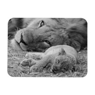Cute Lion Cub Resting With Father Magnet