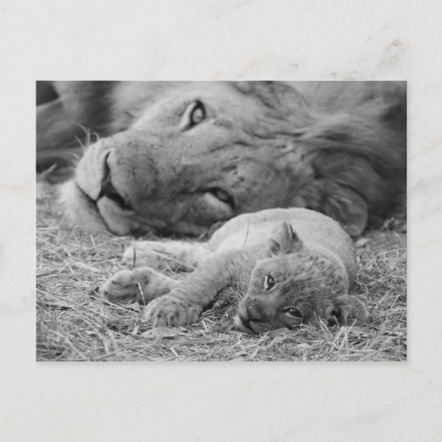 Cute Lion Cub Resting With Father Postcard (Front)