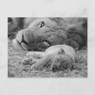 Cute Lion Cub Resting With Father Postcard