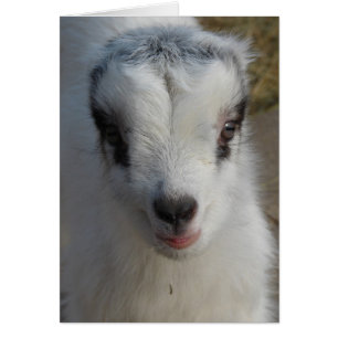 Cute Little Amigo