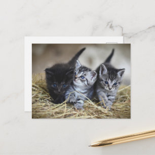 cute little baby kittens postcard