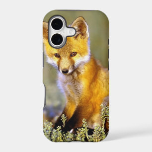 cute little baby red fox