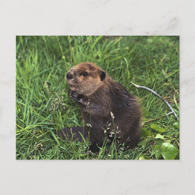 Cute Little Beaver Postcard (Front)
