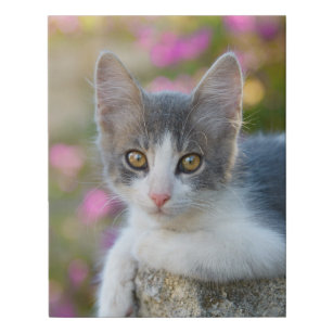 Cute Little Bicolor Kitten Fluffy Photo Cat Lovers Faux Canvas Print