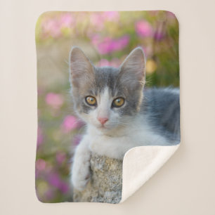 Cute Little Bicolor Kitten Fluffy Photo Cat Lovers Sherpa Blanket