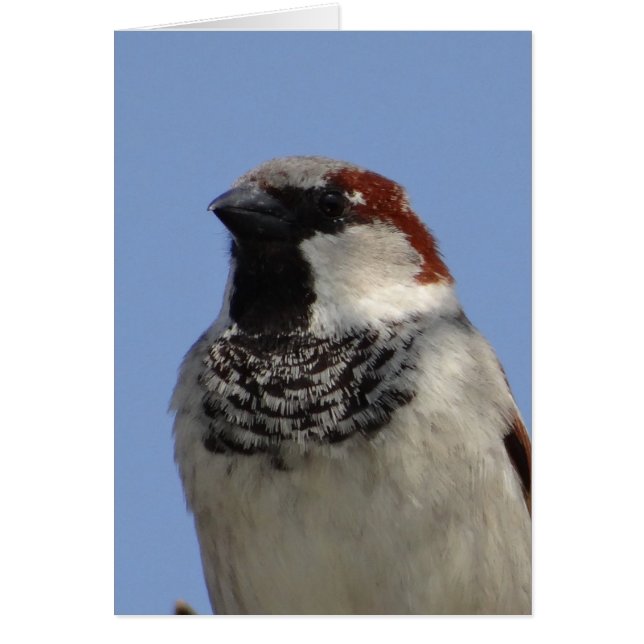 Cute little bird (Front)