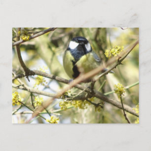 Cute little Bird DIY Postcard