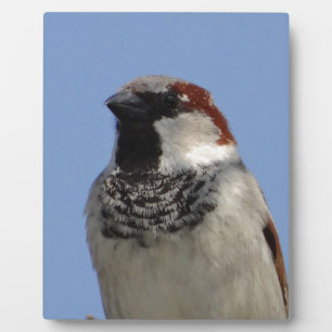 Cute little bird plaque