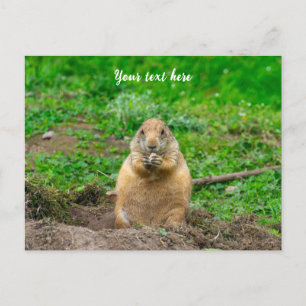 Cute Little Black-Tailed Prairie Dog Holiday Postcard