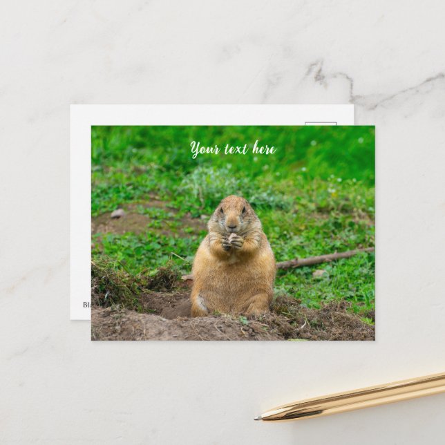 Cute Little Black-Tailed Prairie Dog Holiday Postcard (Front/Back In Situ)