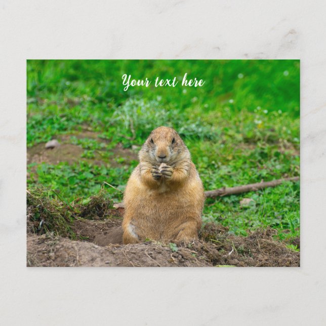 Cute Little Black-Tailed Prairie Dog Holiday Postcard (Front)