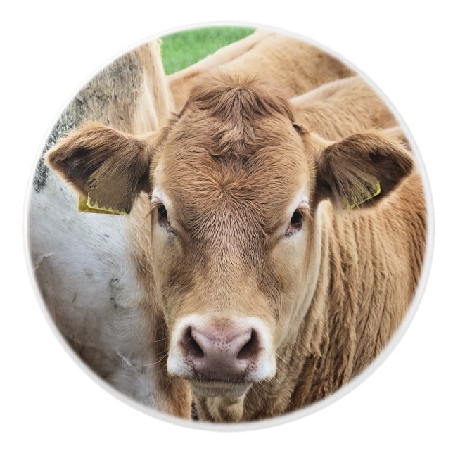 CUTE LITTLE CALF CERAMIC KNOB (Front)