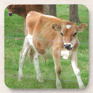 Cute Little Calf Coaster