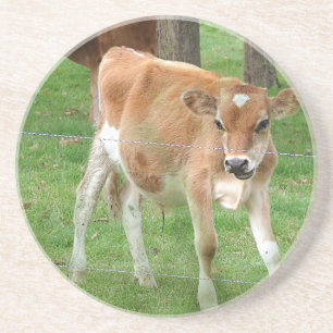 Cute Little Calf Coaster