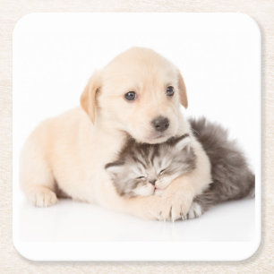 cute little cat sleeps in dog's hands square paper coaster