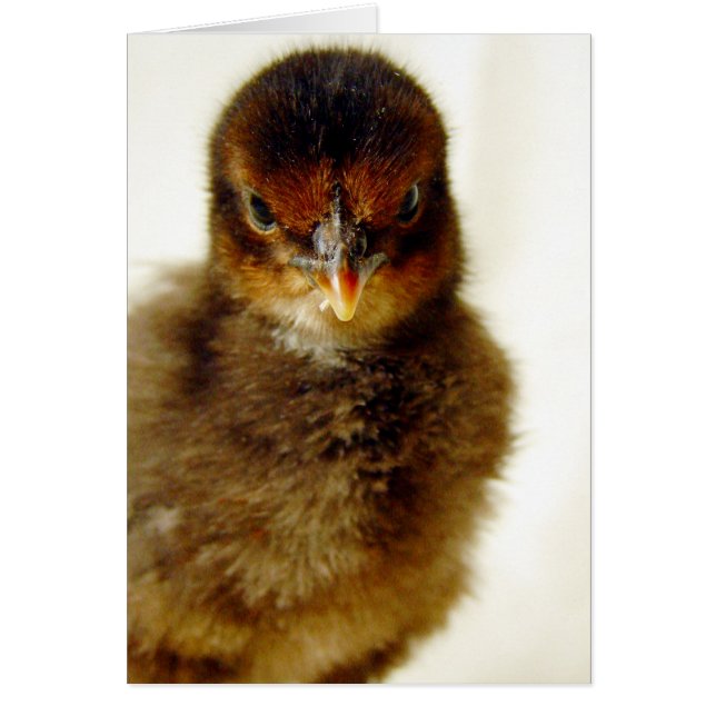 Cute Little Chick (Front)