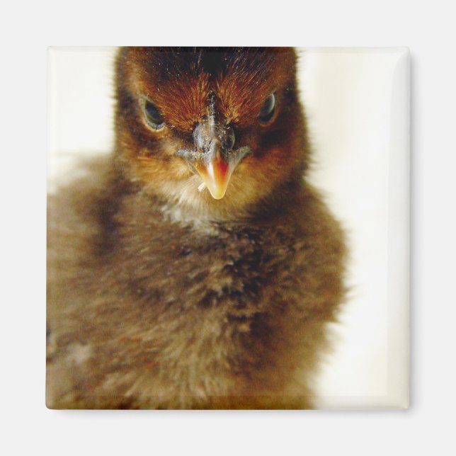 Cute Little Chick Magnet (Front)