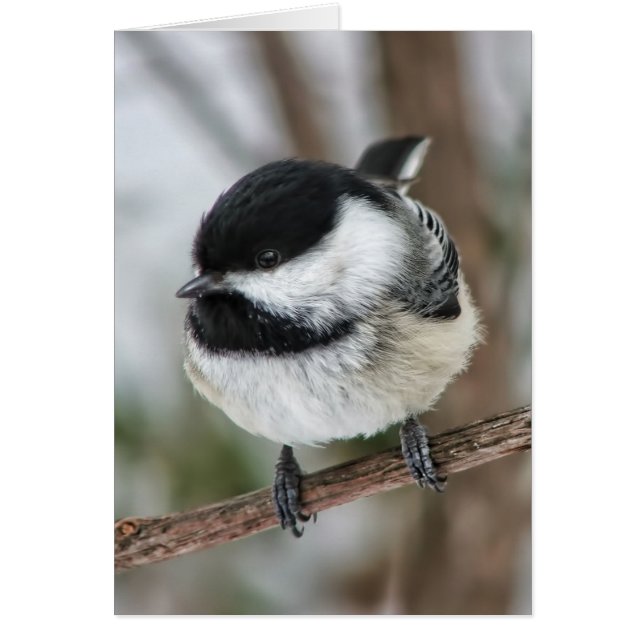 Cute Little Chickadee (Front)