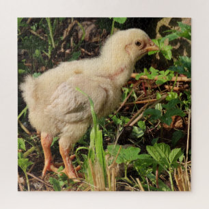 cute little chicken, chicken chicks, of course, jigsaw puzzle
