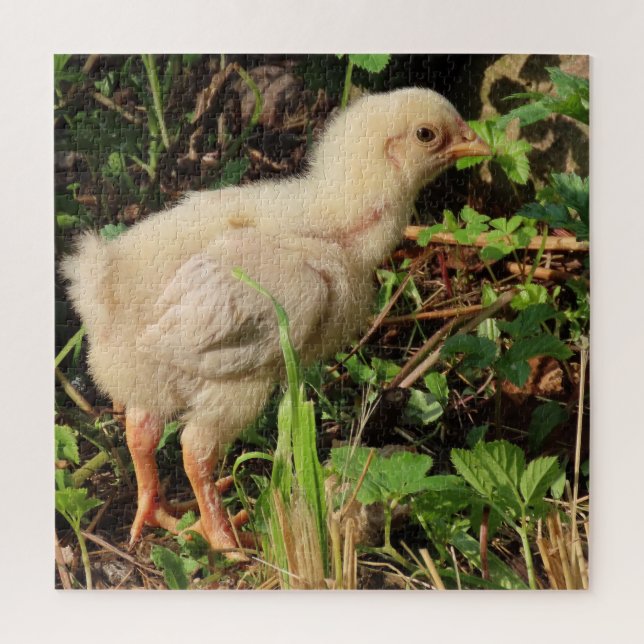 cute little chicken, chicken chicks, of course, jigsaw puzzle (Vertical)