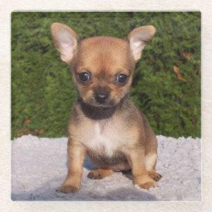 Cute Little Chihuahua Puppy Dog Glass Coaster