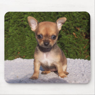 Cute Little Chihuahua Puppy Dog Mouse Mat