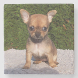 Cute Little Chihuahua Puppy Dog Stone Coaster