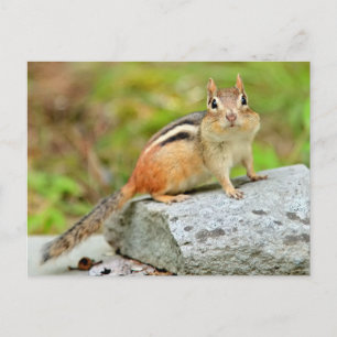 Cute Little Chipmunk Posing on a Rock Postcard