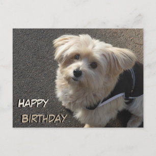 Cute Little Dog Happy Birthday Postcard