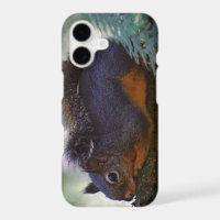 Cute Little Douglas Squirrel Wildlife Photo